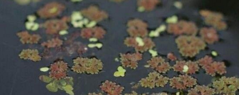 满江红属于什么植物 满江红属于什么植物类群