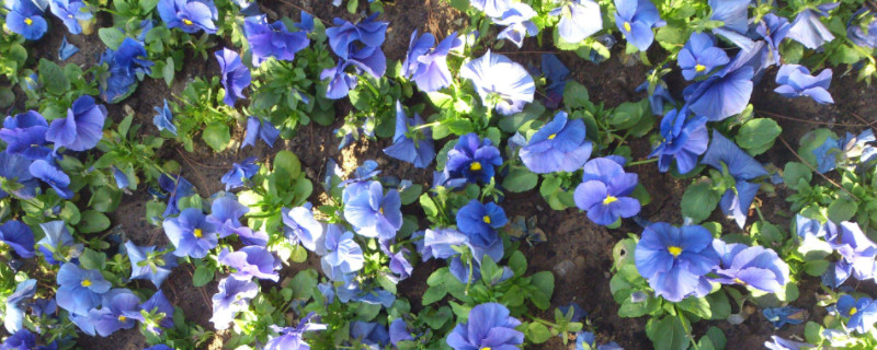 蓝蝴蝶花的养殖方法 蝴蝶兰花怎么养