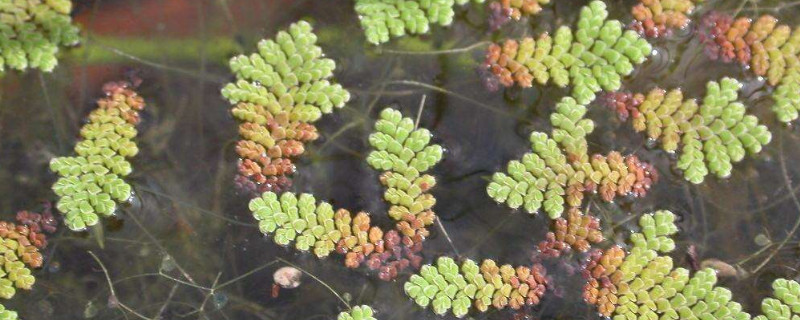 满江红植物的药用价值 草药满江红