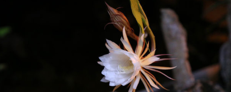 剪下来的昙花如何处理（昙花剪下的枝条怎么办）