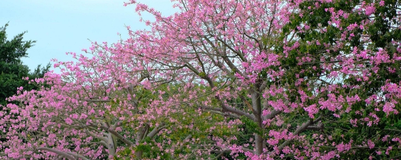 异木棉的花语与寓意（异木棉花语寓意象征意义代表什么）