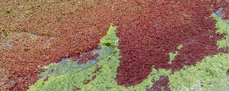 满江红植物几级保护植物 水生植物满江红 特点