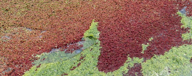 满江红植物几级保护植物 水生植物满江红 特点