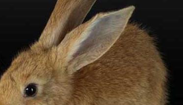 兔子养殖-有关兔子养殖的资料 关于兔子的养殖知识