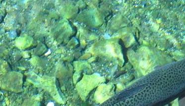 三文鱼养殖－三文鱼图片（野生三文鱼和养殖三文鱼）