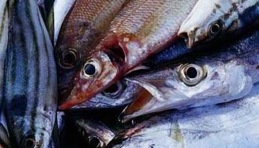 带鱼养殖－带鱼图片 带鱼是否有养殖的带鱼
