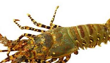 浅谈龙虾虾壳的用途 虾壳有什么用途