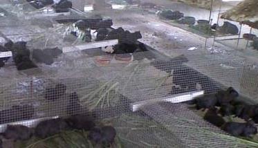 黑豚高效养殖技术 黑豚的养殖技术