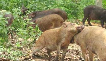 野猪养殖场绿化工作的重要性 放养野猪的养殖技术