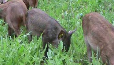 野公猪繁殖力低的原因（野猪繁殖能力如何）