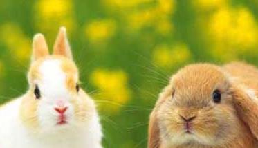宠物兔养殖有哪些注意事项？ 养宠物兔需要注意哪些事项