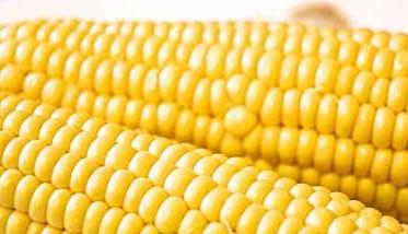 玉米的功效与作用 玉米的功效与作用和适用人群