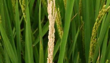 水稻常见病害防治 水稻常见病害及防治方法