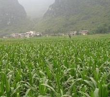 双季玉米获得丰收的因素（影响玉米收获时期确定的因素）