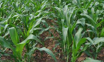 玉米合理密植的原则是什么 玉米为什么要合理密植
