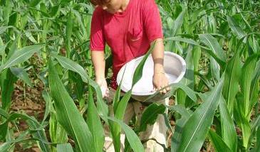 玉米合理施肥应掌握的原则（玉米需肥规律及施肥方案）