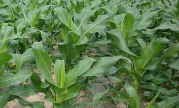 玉米地膜覆盖栽培有哪些关键技术措施