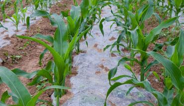 玉米地膜覆盖栽培技术 玉米地膜覆盖栽培技术的田间管理工作