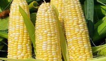 无公害早食鲜玉米栽培技术要点（无公害早食鲜玉米栽培技术要点有哪些）