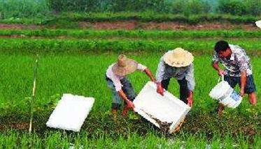 稻田养泥鳅技术（稻田养泥鳅技术视频直播回放）