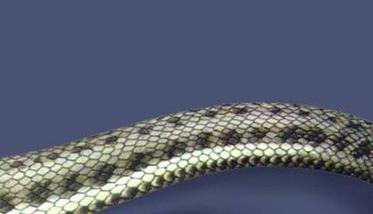 水蛇如何养殖 水蛇如何养殖视频