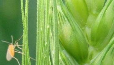 小麦吸浆虫发生规律 小麦吸浆虫发生规律是什么