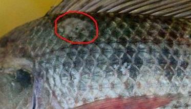 各种鱼的车轮虫病症状（鱼车轮虫图片）
