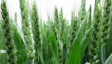 小麦抽穗期的管理：小麦抽穗期病虫害防治
