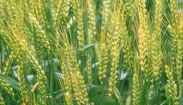 小麦增产的有效技术措施你知多少（小麦增产方案）