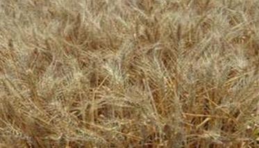 干热风对小麦的危害