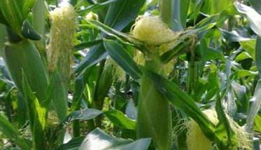 如何种植甜玉米 如何种植甜玉米种子