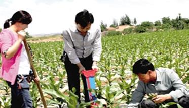 玉米施肥原则 玉米施肥原则和施肥技术