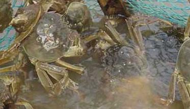 如何养殖螃蟹 淡水螃蟹养殖