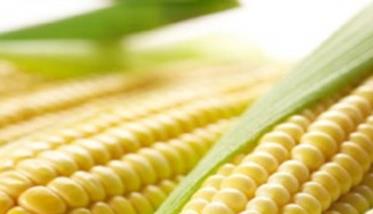 怎样选择玉米品种及选购玉米种子 怎样选择玉米品种及选购玉米种子呢