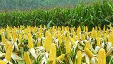 玉米增产技术（玉米增产技术研究）