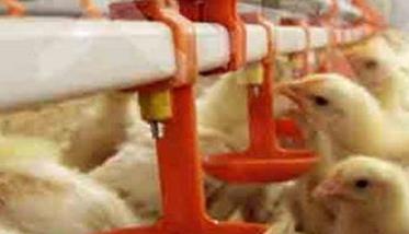 雏鸡的饲养管理技术两大关键点 雏鸡的养殖与管理技术