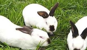 兔子的繁殖能力有多强 一对兔子一年繁殖多少只