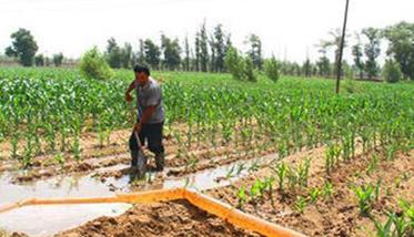 玉米苗期的灌溉