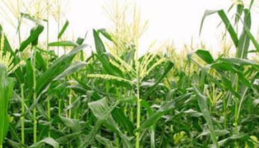玉米成熟期的灌溉