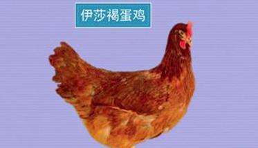 褐壳蛋鸡品种简介 褐壳蛋鸡有哪些品种