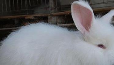 如何提高长毛兔兔毛的产量和质量 怎么给长毛兔修剪毛