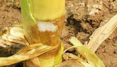 玉米茎腐病防治方法 玉米茎腐病防治方法有哪些
