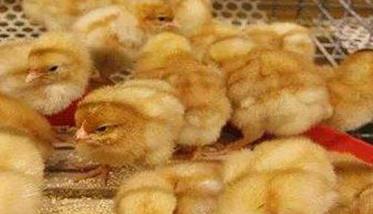 雏鸡的饲养管理应注意哪些问题（雏鸡的饲养管理要点）