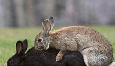 种公兔一天最多可以配几只母兔（兔子怎样才算配种成功）