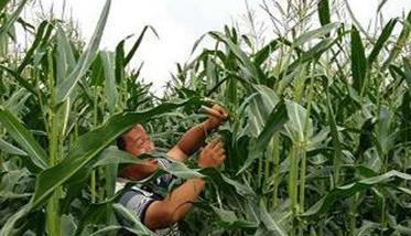 玉米花粒期的管理的关键措施，共五项
