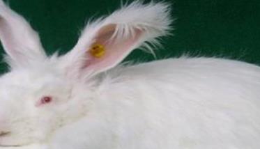 长毛兔饲养管理要注意的四个问题 长毛兔的饲养与管理