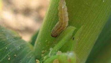 玉米螟虫害的症状