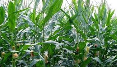 玉米磷缺乏症的防治