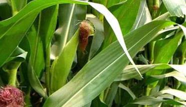玉米磷素过多的防治