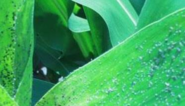 玉米蚜虫对玉米有哪些危害，如何防治？